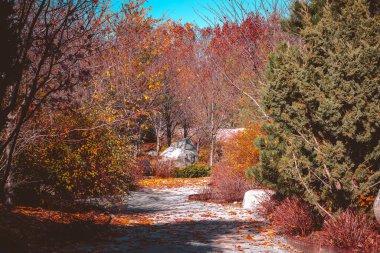 Sonbaharda Japon bahçesinden geçen yol.