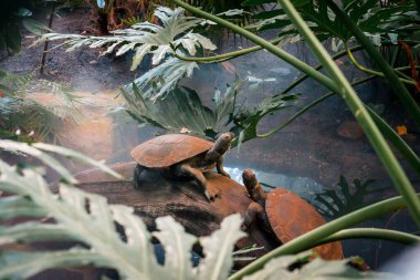 Tropikal bahçede kaplumbağa heykeli