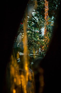 Tatillerde şelalenin arkasından tropikal bahçede çekilmiş.