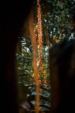 Noel ışıklarıyla süslenmiş tropikal ağaçlar
