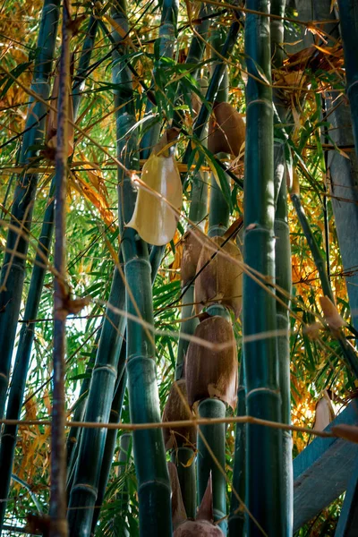 Pousses Bambou Poussant Dans Serre Jardin Tropical — Photo