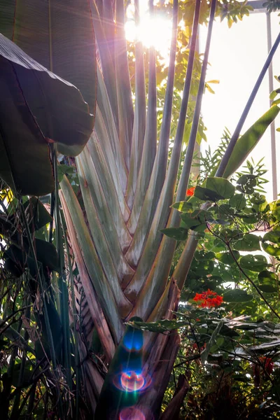 Grande Planta Crescendo Estufa Tropical — Fotografia de Stock