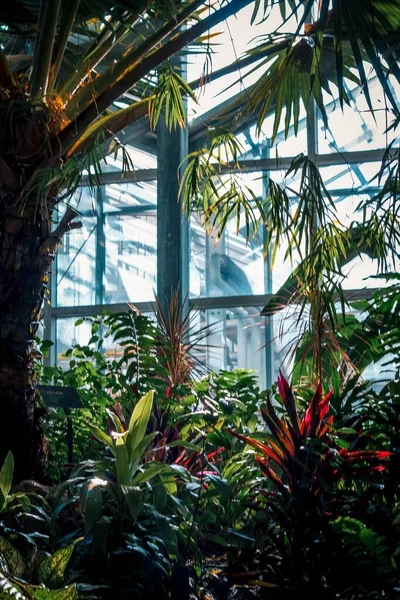 Bir Sera Içinde Tropikal Bitki Örtüsü — Stok fotoğraf