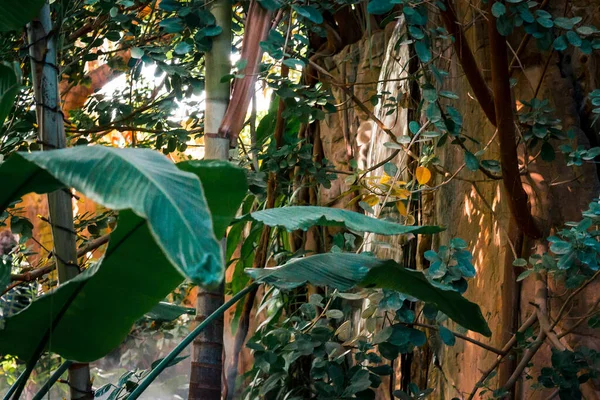 Bahçedeki Tropikal Bitkilerin Arkasındaki Şelale — Stok fotoğraf