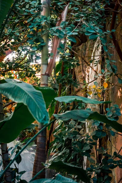 Cascade Derrière Les Plantes Tropicales Dans Jardin Serre — Photo