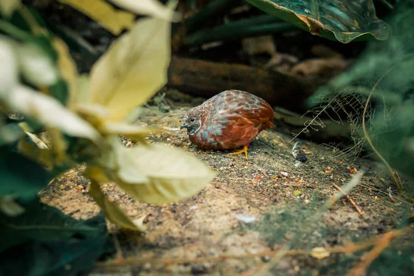 Chinese Painted Quail Hiding Bushes Tropical Garden — Stock Photo, Image