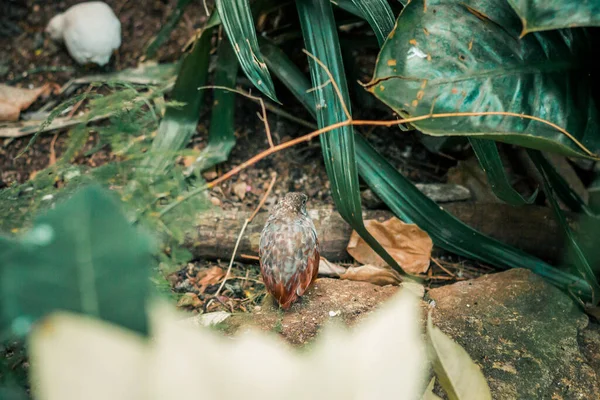 Caille Peinte Chinoise Cachée Dans Les Buissons Dans Jardin Tropical — Photo