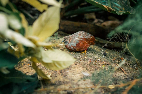 Chinese Painted Quail Hiding Bushes Tropical Greenhouse — Stock Photo, Image