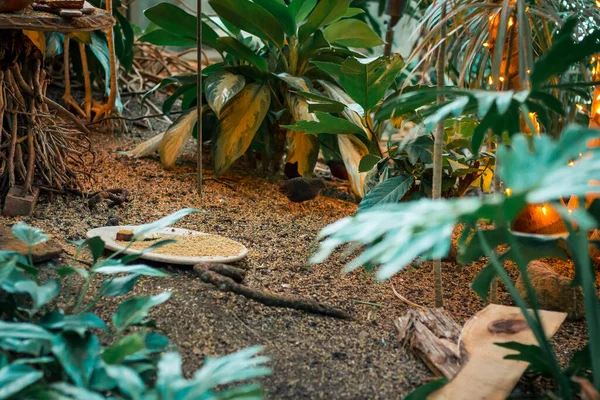 Tropikal bahçedeki çalılıklarda saklanan küçük bir kuş.