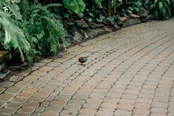 Small Quail Running Path Tropical Greenhouse — Stock Photo, Image