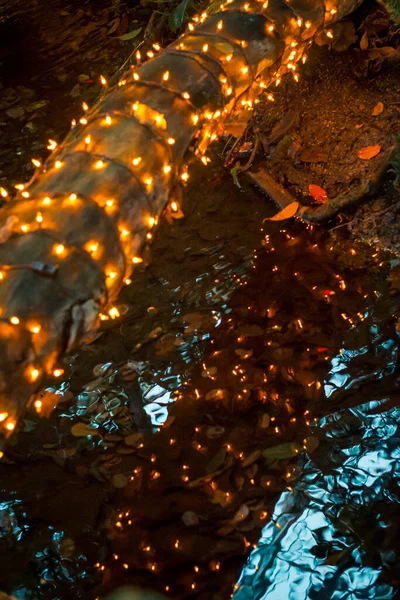 Bäume Tropischen Garten Leuchten Für Die Feiertage — Stockfoto