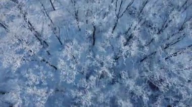 Hava kar ağaçlar kaplı. Manzara Kış Doğa orman. Beyaz turizm seyahat