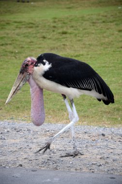 kümes hayvanları,.