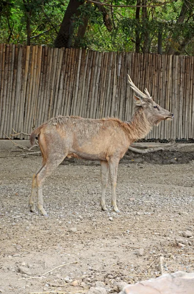 Horn,. — Stockfoto