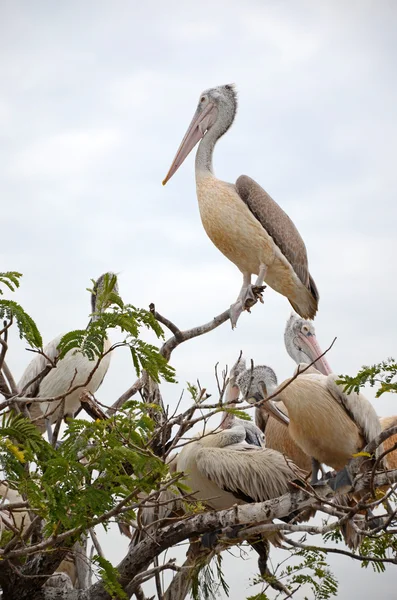 Aves de capoeira,. — Fotografia de Stock