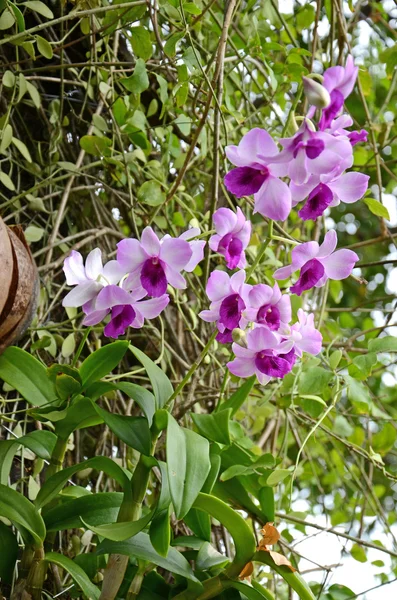 Orquídea. — Fotografia de Stock