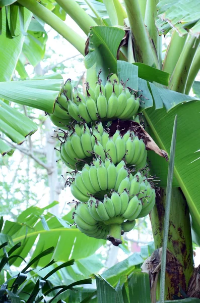 Bananas,. — Fotografia de Stock