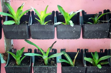 çömlekler ağaçlarında,.