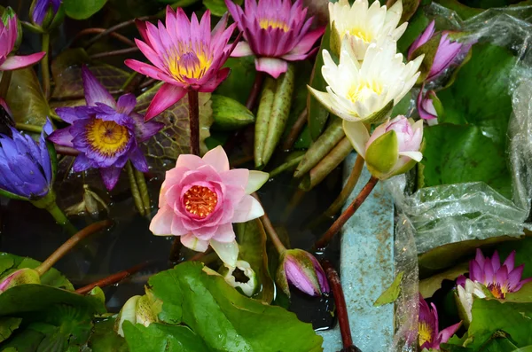 Lotus in water,. — Stock Photo, Image