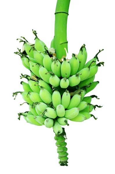 Banane,. — Foto Stock