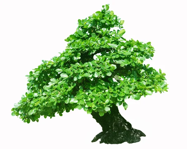 Bonsai trees — Stock Photo, Image