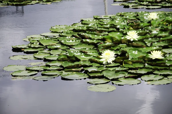 Lotus — Stock Photo, Image