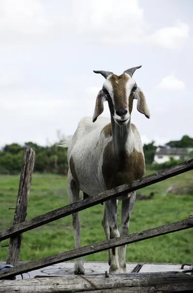 Caprino — Foto de Stock