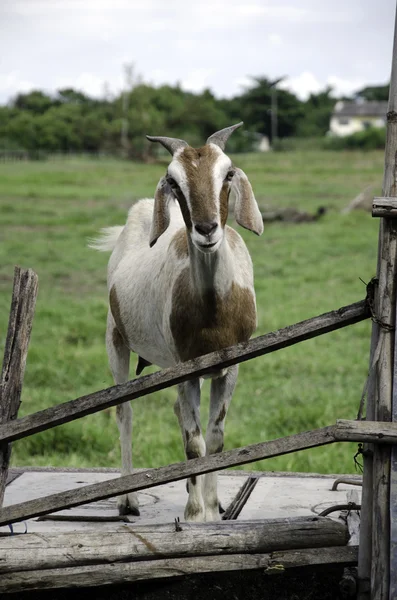 Caprino — Foto de Stock