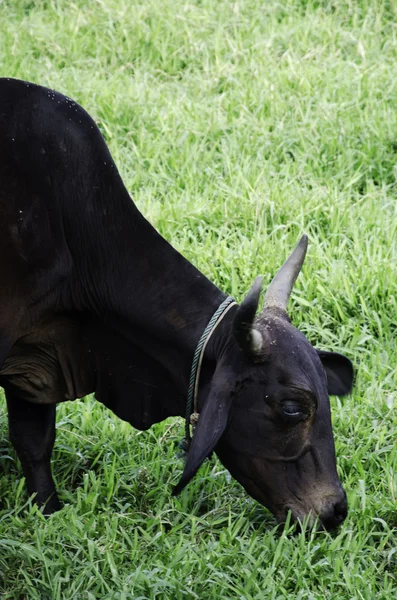 Cattle graze. — Stock Photo, Image