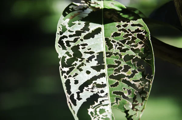 Lascia un buco . — Foto Stock