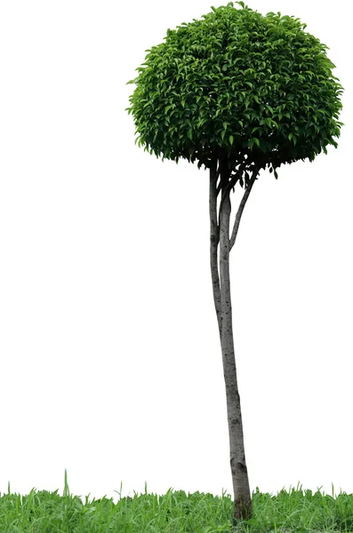 Green tree. — Stock Photo, Image