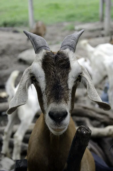Goat farm. — Stock Photo, Image