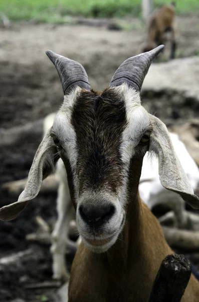 Granja caprina . — Foto de Stock