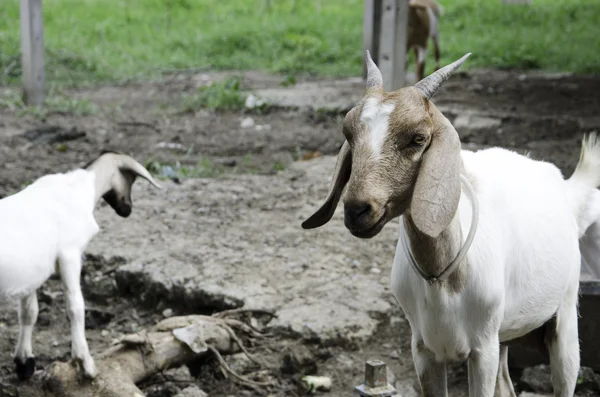 Goat farm. — Stock Photo, Image