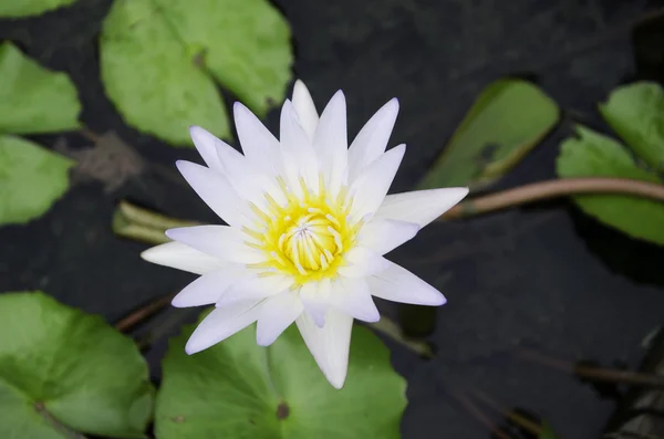 The Lotus Garden. — Stock Photo, Image