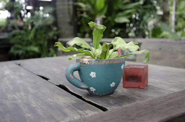 Plantas em um vaso . — Fotografia de Stock