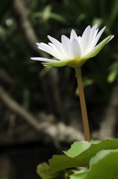 The Lotus Garden. — Stock Photo, Image