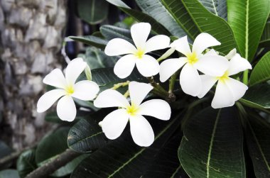 Beyaz frangipani.