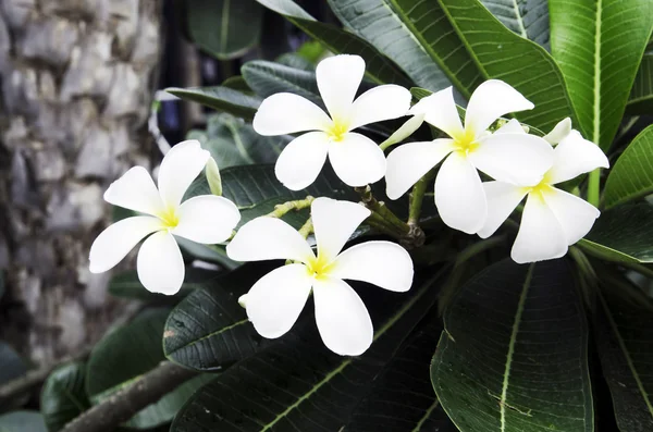 Witte frangipani. — Stockfoto