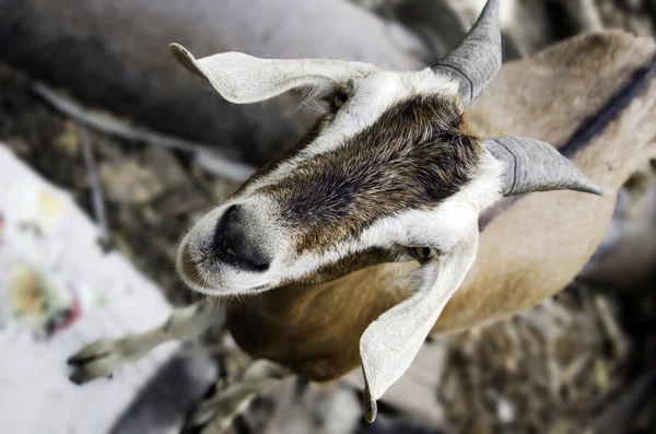 Goat farm. — Stock Photo, Image
