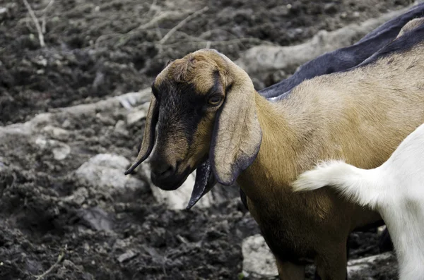 Goat farm. — Stock Photo, Image