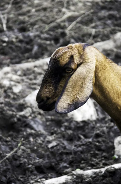 Ferme caprine . — Photo