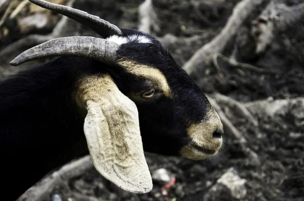 Goat farm. — Stock Photo, Image