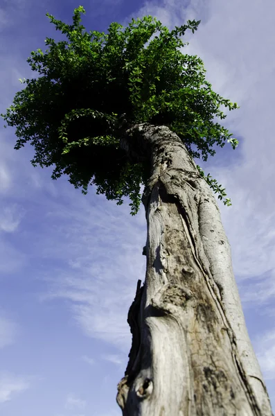 Дерево canopy . — стокове фото