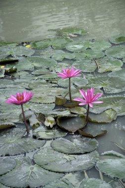 pembe lotus.