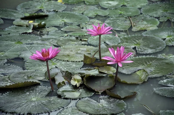 Pink lotus. — Stock Photo, Image