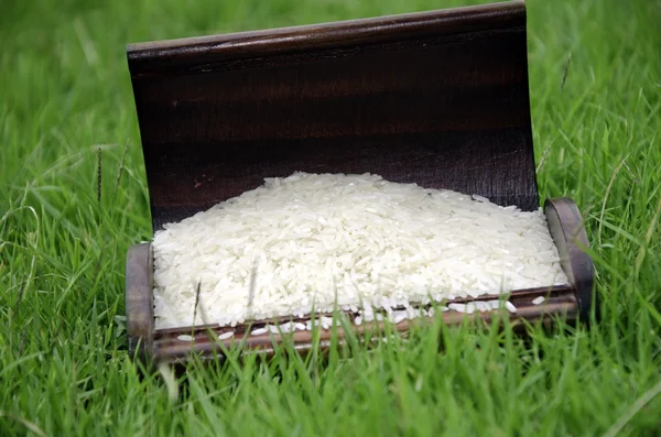 Grano de arroz . —  Fotos de Stock