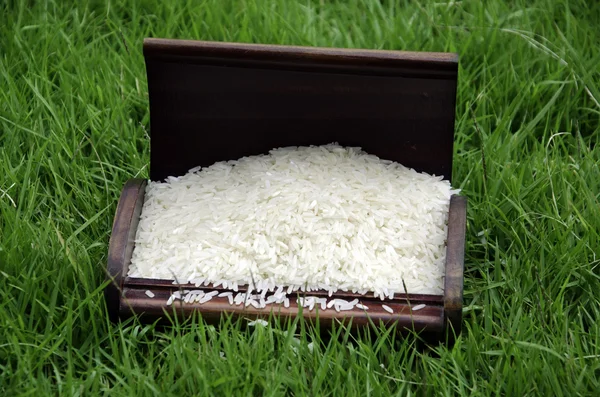 Rice grain. — Stock Photo, Image