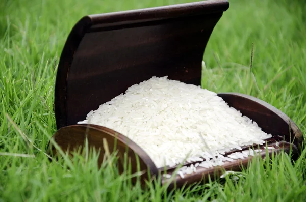 Rice grain. — Stock Photo, Image