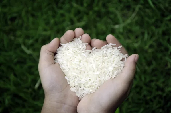 Rijst graan. — Stockfoto